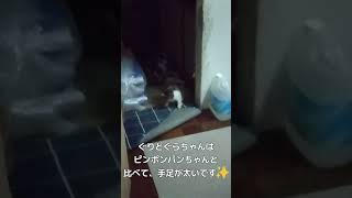 地域猫活動をしています😻飼い主のいない猫問題を、優しい気持ちで解決することを目指します🍀【犬猫殺処分率ワースト(2020年度)の長崎県で殺処分ゼロを目指すチャンネル】