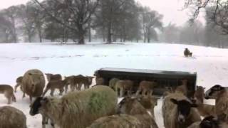 Redhill Charollais - snowy shepherding