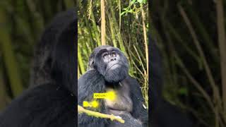 Virunga Masiff - The land of the Mountain Gorillas