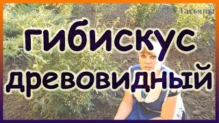 ГИБИСКУС сирийский древовидный - цветение, размножение, посадка, уход, выращивание.