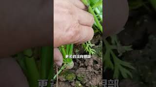 胡萝卜也是要控旺的 #农业种植 #种植小技巧 #三农 #自己种的纯天然的绿色蔬菜 #在家种菜