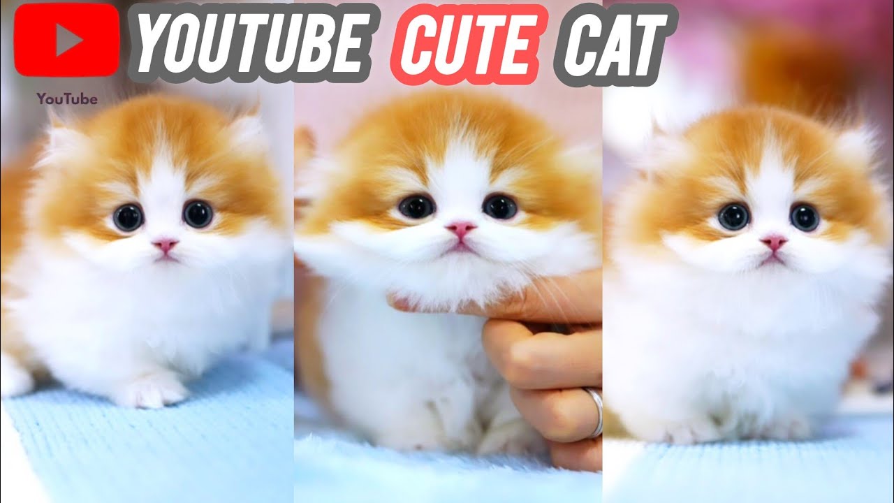 Youtube Cute Cat Trending Cutecat Youtube