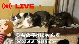 まったりLIVE★19:00～【うちの子4にゃんず】