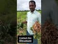 ఇరిగ కాసిన వేరుశనగ పంట fully grown groundnuts at ananthapuram...