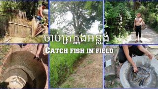 របៀបចាប់ត្រីអន្លង់តាមវាលស្រែ/ How to catch fish in the fields.