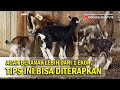 Membuat Sapi/Kambing Punya Anak Kembar⁉️ #dokterhewan #kembar #pedet #cempe #sapi #kambing