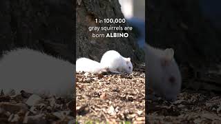 Rare Albino Squirrel Sighting at Dickinson