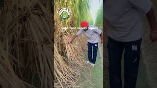 Subscribe YouTube channel for sugarcane farming Punjab #riar_sugarcane_farm