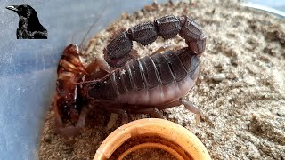 Parabuthus transvaalicus 6i feeding records