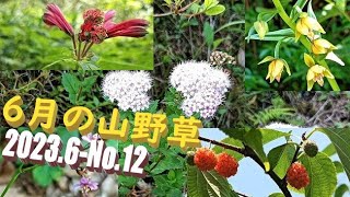 入梅期の山野草花と実🌺🥝🌼2023年6月3～5日🌼南九州市頴娃町千貫平山地Wild flowers and fruits of the rainy season