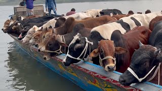cow unloading, cow videos, cow video, big cow, goru hamba cow, Ep - 226