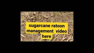 மருதாம்பு கரும்பு பயிர் பராமரிப்பு | Sugarcane ratoon management | Agrotech 360 l