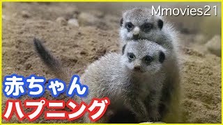 ハプニング!足が〜！ミーアキャットの赤ちゃん　　Meerkat　Baby