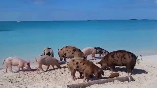 Pig beach!