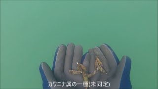 琵琶湖で素潜り2022年3月21日昼