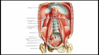 Diaphragm Anatomy \u0026 Clinical Significance