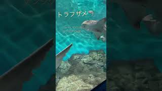 大洗水族館(茨城)トラフザメ