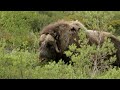 norway extreme fjords fells and wild adventures full wildlife documentary