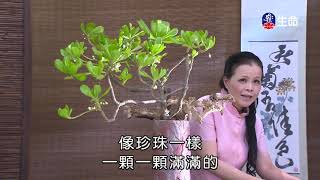 佛心花海_七彩珍珠_李麗淑老師-1_(lifetv_20191210_11:00)