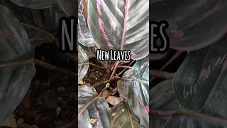 new leaves #shorts #plants #plantscollection #houseplants #indoorplants