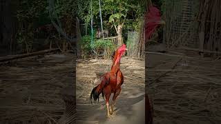 တိုက်ကြက် dragon နဂါး ' rooster chicken ayam