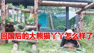 大熊猫丫丫：回国后到了北动的丫丫，过得怎么样了？讲述丫丫回国后的故事！