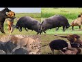 Buffalo Attack Lion! Safari Highlights | Crazy Buffalo Lion Fight