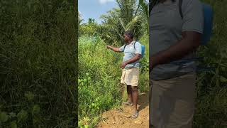 களைகளை அழிக்க களைக்கொல்லி தெளிப்பு | control weeds herbicide spraying |