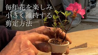 ミヤマキリシマの植え替えと来年花を楽しむための剪定