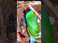 gouldian finch breeding bird chicks development from eggs to adults from 0 to 24 days sounds