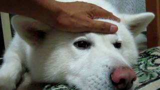 【秋田犬げんき】ふざけ過ぎた飼い主を怒る 【akita dog】