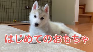 はじめておもちゃで遊ぶシベリアンハスキー子犬