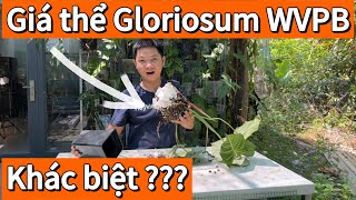 Loại giá thể khác biệt Huy trồng kiểng lá Gloriosum là gì?