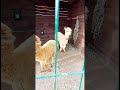 AMAZING ALPACA! #beautiful #alpaca #brown #white #zoo #zoopark #shorts #shortsvideo #europelife21