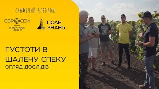 Густоти в шалену спеку, огляд посівів.