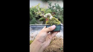 Replant A Small Fraxinus #Bonsai Tree  #shortvideo