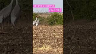 સારસ પક્ષી || સારસ પક્ષી ની જોડી || sarus crane birds || best caupal of the birds word