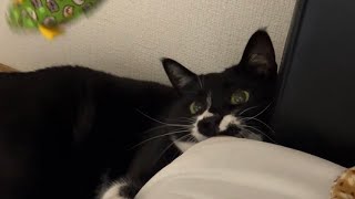 大好きなねずみのおもちゃで遊ぶざきおくん😸ハチワレ猫tuxedo-cat【猫動画】