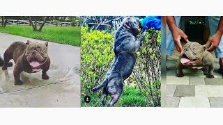 Amrican bully l Micro size l VS l Pocket size l latest l videos l 2019