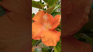 Peach Hibiscus beautiful color #flowers #garden #plants #shorts #youtubeshorts #viralvideo