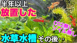 【アクアリウム】コケまみれから復活した水草レイアウト水槽を半年放置してしまうと・・・大磯砂60㎝水草レイアウト水槽、CO2無し、ソイル無し、　陰性水草、ブセファランドラ