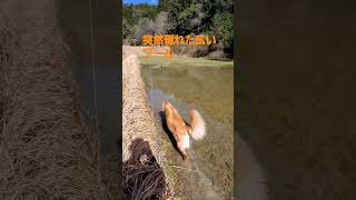 雨は嫌いだけど嵐の置き土産のプールは親子で散歩。 #goldenretriever #ゴールデンレトリーバー #shorts  #dog