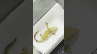 最高級モルフ「ダルメシアン」が５千円でした　#ペット #reptiles #gecko #lizard #ヤモリ #クレステッドゲッコー