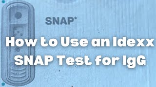 How to Check Your Foal’s IgG Levels Using a SNAP Test