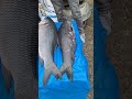 20 kilo weight catlafish in the village fair catlafish big_fish shorts