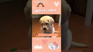 从没见过这么心机的狗 #funny #laugh #dog #狗