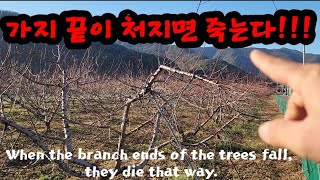 나무의 주지 끝이 처지면 그 길로 죽습니다!When the branch ends of the trees fall, they die that way.