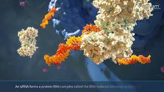 RNAi, vielversprechendes Potenzial für eine neue Klasse von Medikamenten