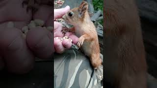 Опять кормлю незнакомую белку / I'm feeding an unfamiliar squirrel again