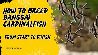 How To Breed Banggai Cardinalfish From Start to Finish